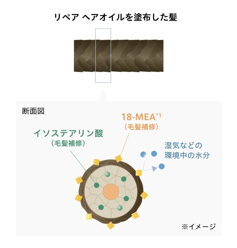 リペア ヘアオイルを塗布した髪 毛髪補修イメージ画像