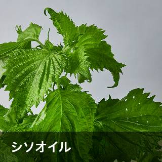 シソオイル