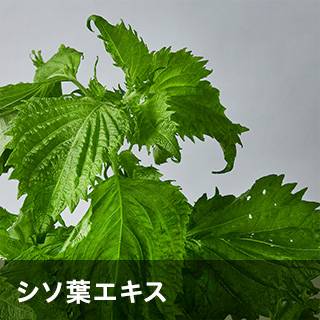 シソ葉エキス