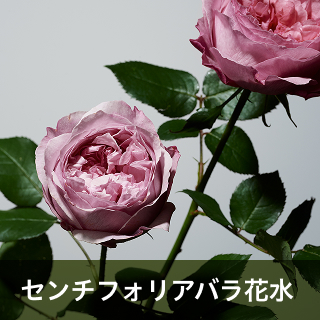 センチフォリアバラ花水