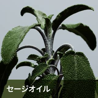 セージオイル