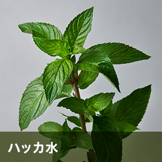ハッカ水