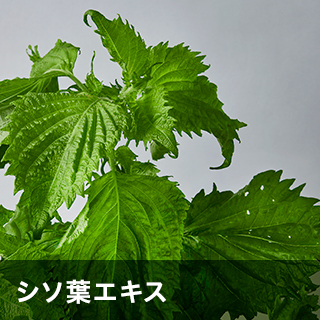 シソ葉エキス