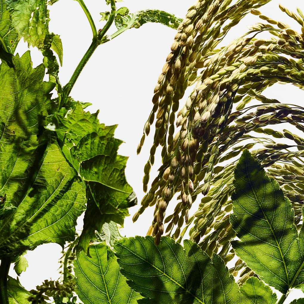 nature × technology イメージ写真