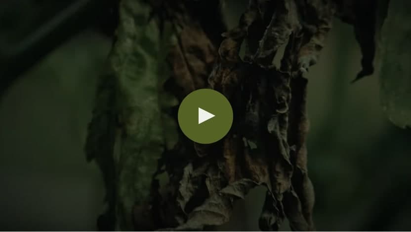 care for nature 動画サムネイル