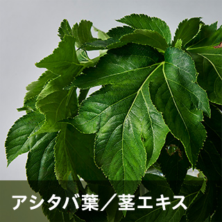 アシタバ葉/茎エキス