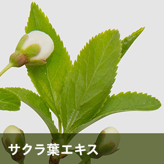 サクラ葉エキス