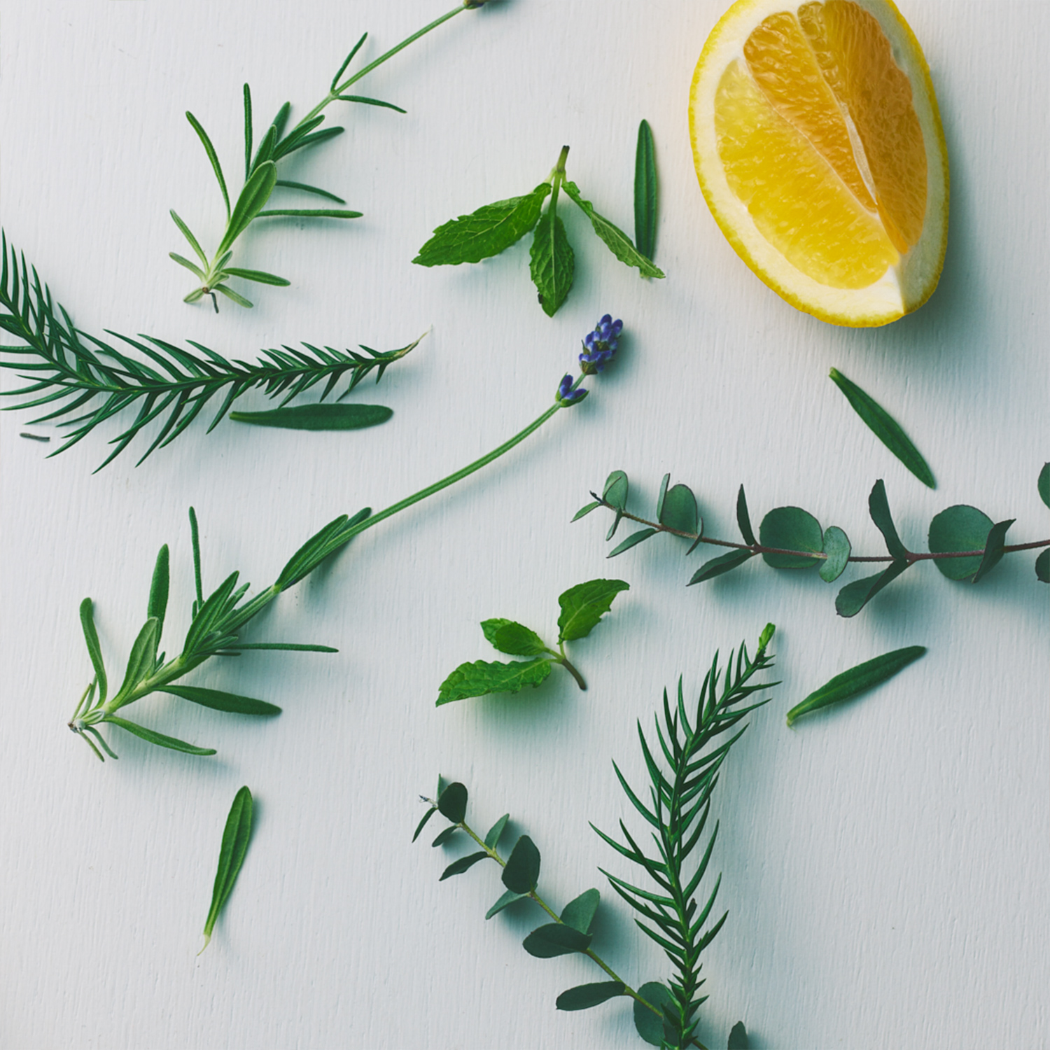 スカルプ リフレッシュローション 詳細画像 2枚中2枚目